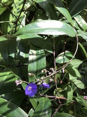 Dichorisandra penduliflora