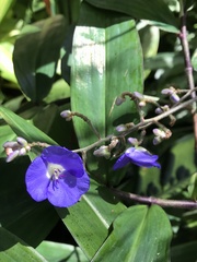 Dichorisandra penduliflora