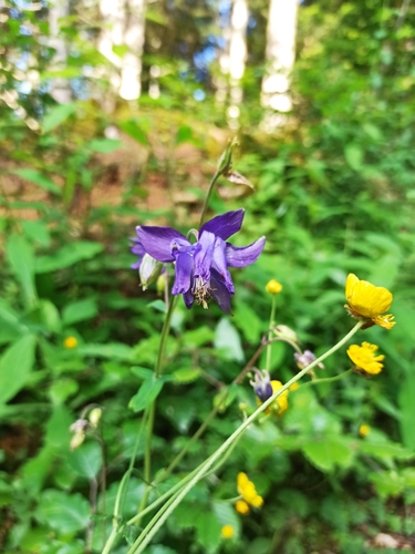Image of Aquilegia alpina by (c) Sylvain Gérard, some rights reserved (CC BY)