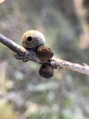 Disholcaspis eldoradensis