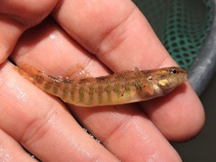 Etheostoma zonale