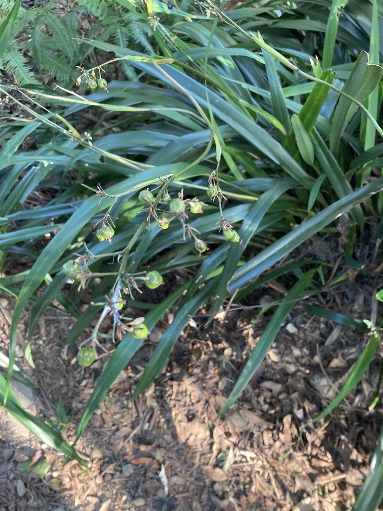 Dianella ensifolia, 臺灣島, 銅鑼鄉, MIA, TW