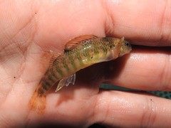 Etheostoma zonale
