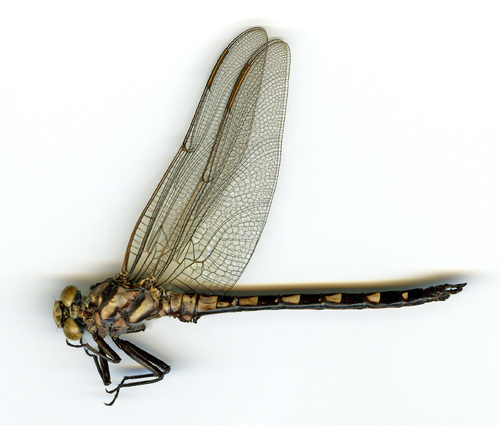 Tachopteryx image