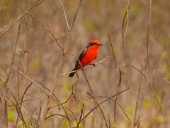 Pyrocephalus rubinus flammeus