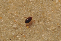 Copelatus