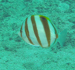 Parachaetodon ocellatus