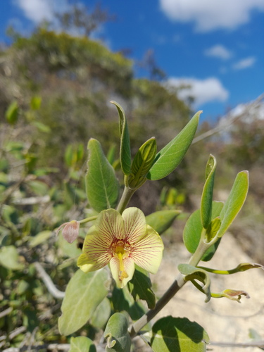 Barleria puberula