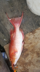 Bodianus unimaculatus