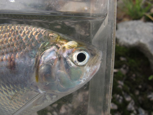 Bloch's gizzard shad (Nematalosa nasus) — Clupeidae — 3