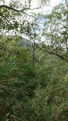 Homalium cochinchinense