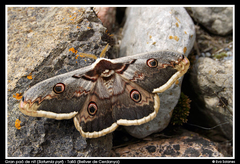 Saturnia pyri
