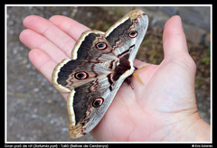 Saturnia pyri