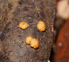 Trichoderma nothescens