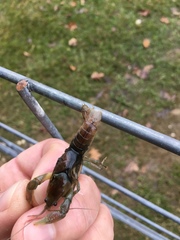 Fallicambarus dissitus