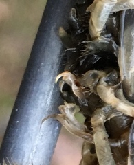 Fallicambarus dissitus
