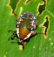 Elaphinis delagoensis