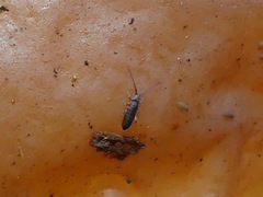 Pogonognathellus nigritus