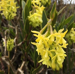Epidendrum zipaquiranum