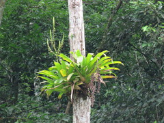 Vriesea