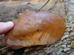 Pogonognathellus nigritus