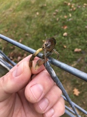 Fallicambarus dissitus
