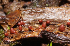 Lycogala conicum