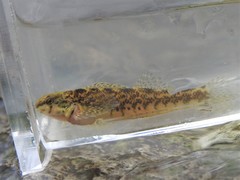 Etheostoma zonale