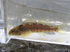 Etheostoma zonale