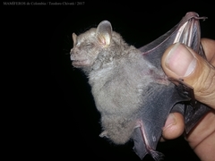 Chiroderma villosum