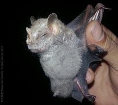 Chiroderma villosum