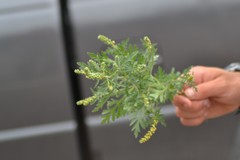 Ambrosia × intergradiens