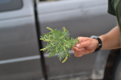 Ambrosia × intergradiens