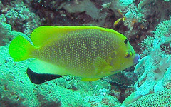 Apolemichthys trimaculatus