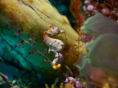 Hippocampus pontohi