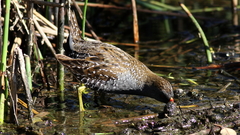 Porzana fluminea