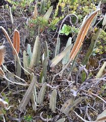 Pleopeltis polylepis