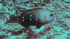 Chlorurus