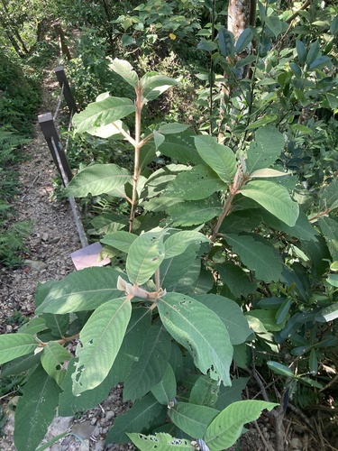 Image of Callicarpa kochiana by (c) Zheng-An Wang, some rights reserved (CC BY)