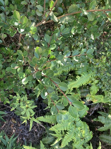 Syzygium buxifolium