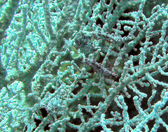 Hippocampus bargibanti