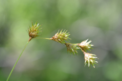 How to identify Carex tenera Dewey