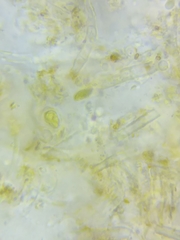 Protocrea pallida