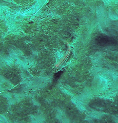 Helcogramma striata