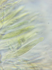 Trichopeziza