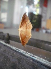 Sarisa muriferata