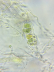 Trichopeziza