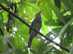 Lipaugus vociferans
