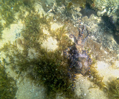 Hapalochlaena maculosa