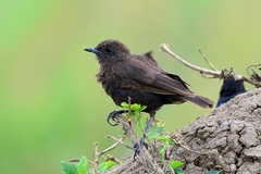 Myrmecocichla aethiops